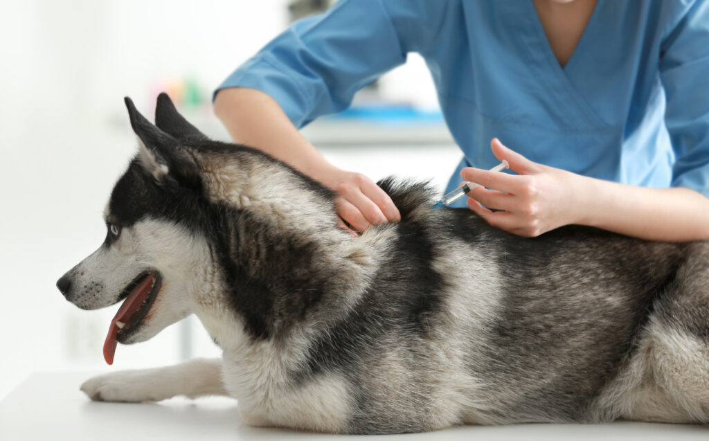 注射をされている犬