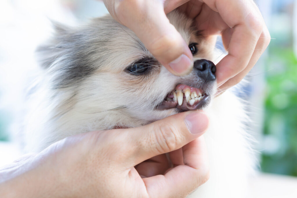 歯が剥き出しの犬