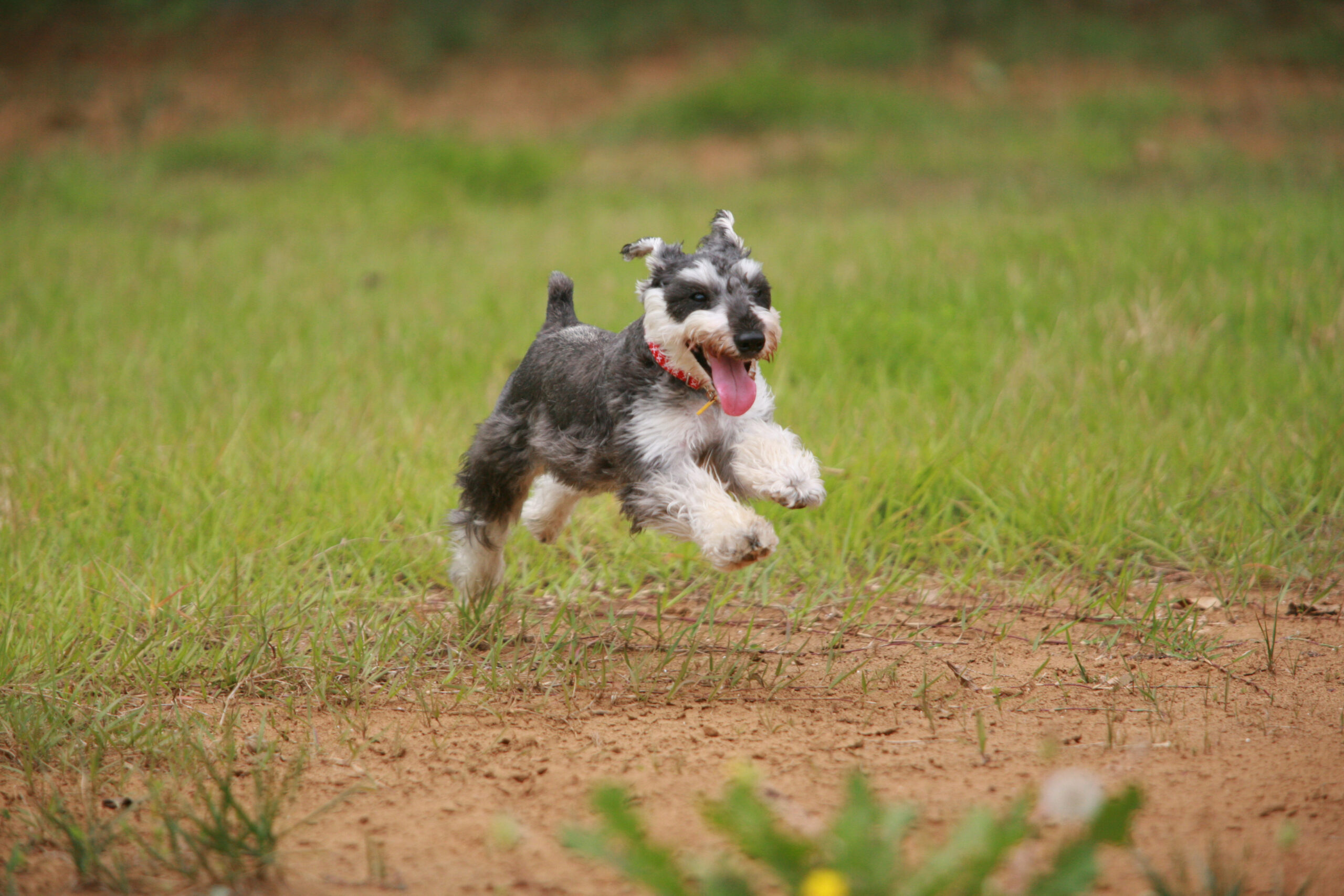 写真：犬