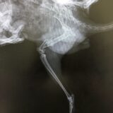 チンチラの大腿骨骨折