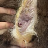 肛門の腫瘍と去勢手術について（肛門周囲腺腫について）