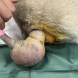 犬の肥満細胞腫 大きくなる腫瘍 赤くなる腫瘍