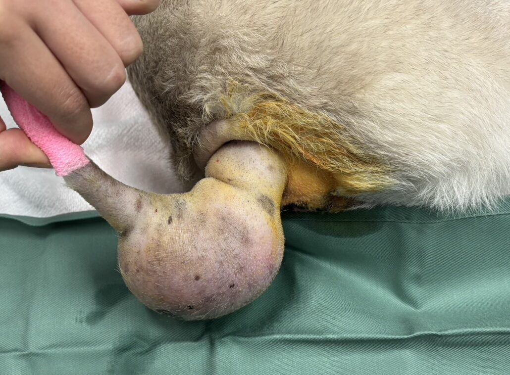 犬の肥満細胞腫 大きくなる腫瘍 赤くなる腫瘍 - 登戸動物医療センター