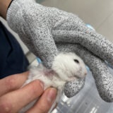 ハムスター腫瘍摘出術