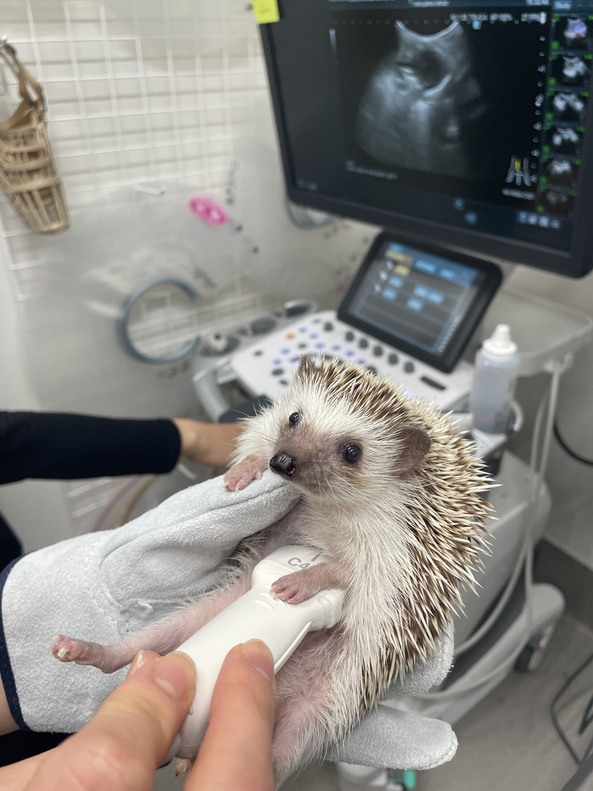 ハリネズミの超音波検査（エコー検査） - 登戸動物医療センター｜年中