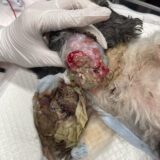 自壊した腫瘍の摘出術 高齢犬の手術