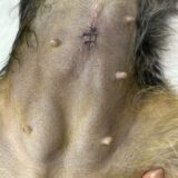 犬の避妊手術 メス犬の不妊手術