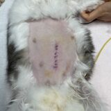 うさぎの子宮疾患 子宮卵巣摘出