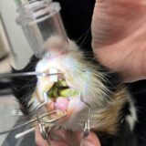 モルモットの不正咬合 食べづらそう 食欲が落ちている