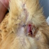 猫の肛門腺破裂 お尻から血が出ている お尻を舐める