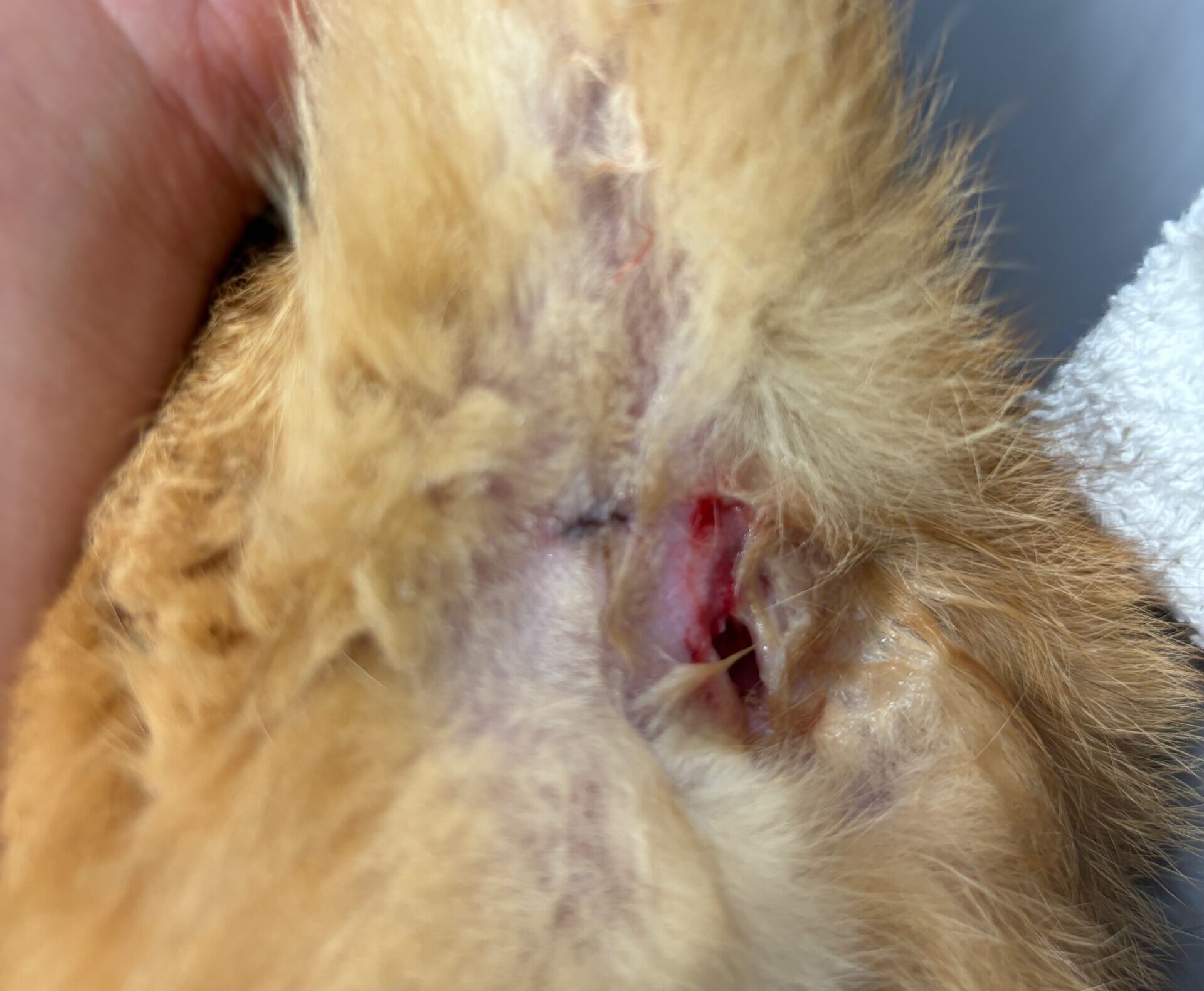 猫の肛門腺破裂 お尻から血が出ている お尻を舐める - 登戸動物医療