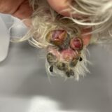 犬の皮膚病