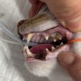 猫の歯石取り・猫の歯肉炎 歯ぎしり 犬歯が伸びた