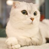 猫の関節炎 ジャンプしない 登らない 遊ばないなど