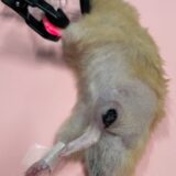 ハムスターの腫瘍摘出手術