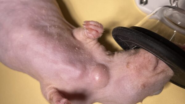 ラットの腫瘍摘出　マウス　首の腫瘍摘出手術