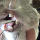 うさぎの不正咬合　歯切り　