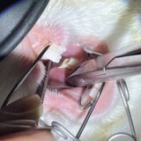 うさぎ　不正咬合　歯切り　歯科治療
