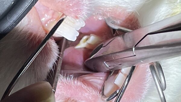 うさぎ　不正咬合　歯切り　歯科治療