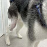 シベリアンハスキー　膝蓋骨脱臼　大型　犬　パテラ　手術