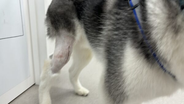 シベリアンハスキー　膝蓋骨脱臼　大型　犬　パテラ　手術