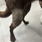 犬の前十字靭帯断裂　膝　大型犬　ラブラドールレトリーバー　手術