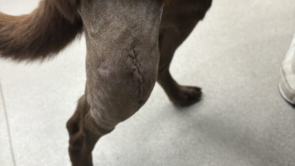 犬の前十字靭帯断裂　膝　大型犬　ラブラドールレトリーバー　手術