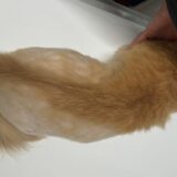 猫　脱毛症　心因性脱毛症
