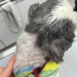 高齢犬の麻酔　アポクリン腺癌　術後