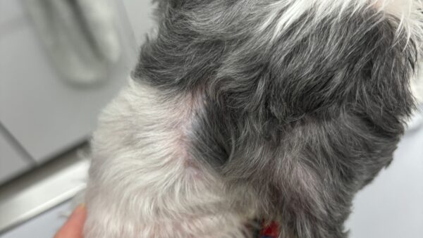 高齢犬の麻酔　アポクリン腺癌　術後