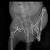 チンチラ　大腿骨骨折　骨折整復手術