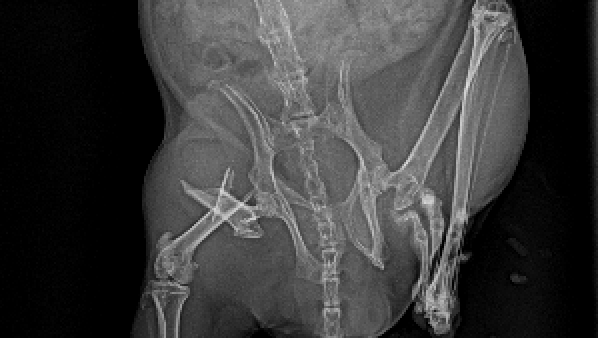 チンチラ　大腿骨骨折　骨折整復手術