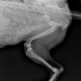 前十字靭帯断裂　犬　チワワ　治療　手術