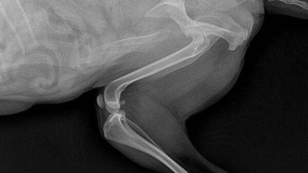 前十字靭帯断裂　犬　チワワ　治療　手術