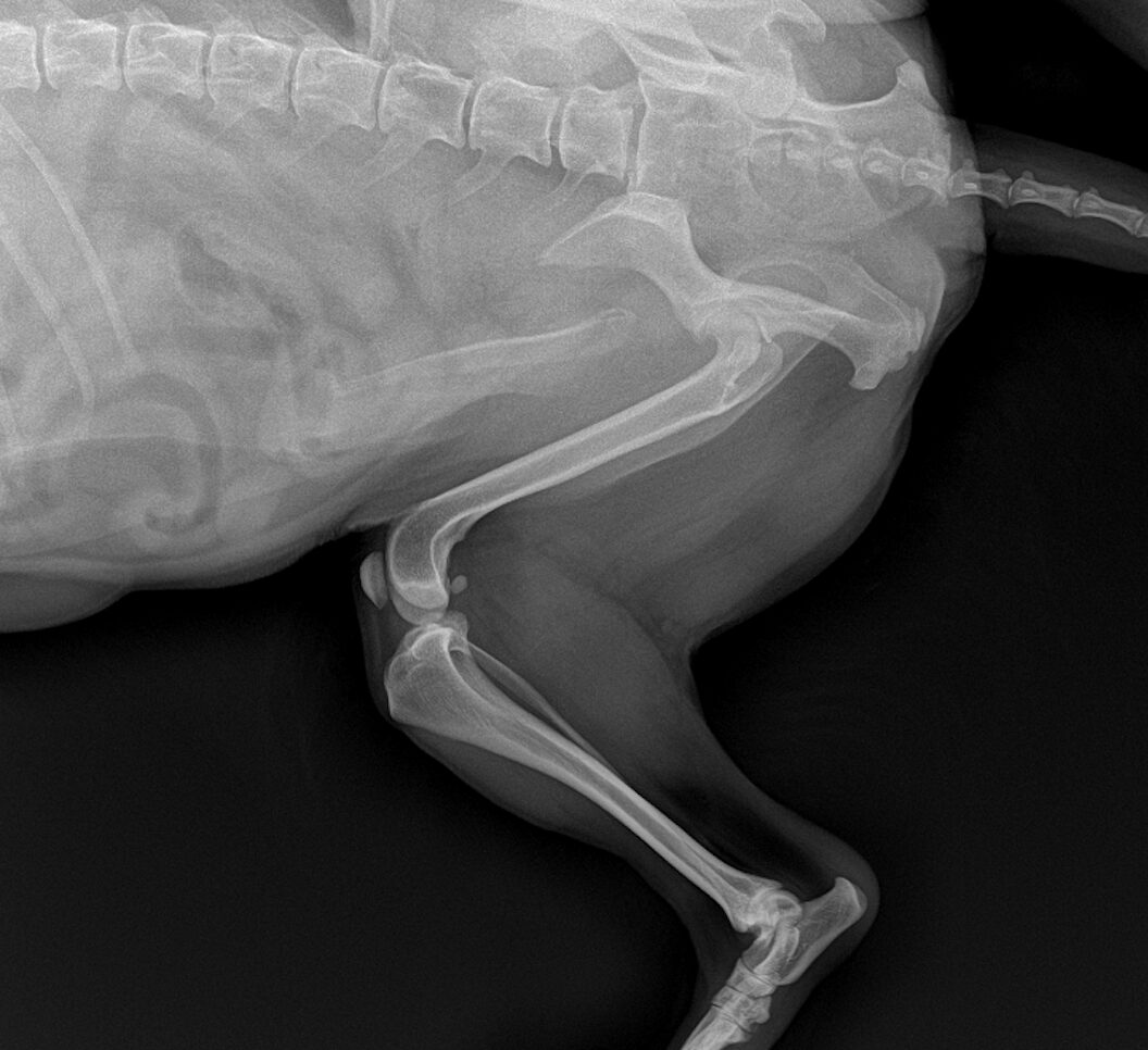 裁断済み SURGEON 獣医外科専門誌　148,149 犬の前十字靭帯断裂 前十字靭帯断裂｜藤沢市辻堂の辻堂犬猫病院 | 神奈川県藤沢市