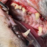 猫の歯肉炎　歯周病　歯石　歯科治療
