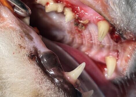 猫の歯肉炎　歯周病　歯石　歯科治療