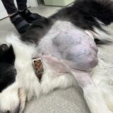 犬の大型腫瘍　摘出手術　軟部組織肉腫