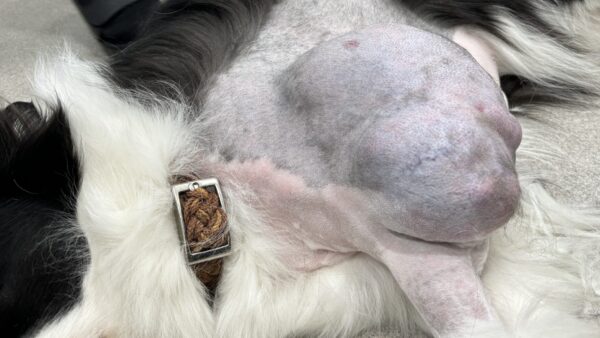 犬の大型腫瘍　摘出手術　軟部組織肉腫
