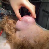 犬　軟部組織肉腫　手術　高齢犬