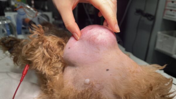 犬　軟部組織肉腫　手術　高齢犬