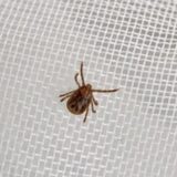SFTS（重症熱性血小板減少症候群）について