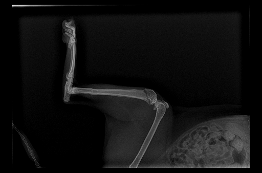 猫　後肢　骨折　外科手術