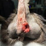 猫　肛門腺腫瘍　アポクリン腺癌