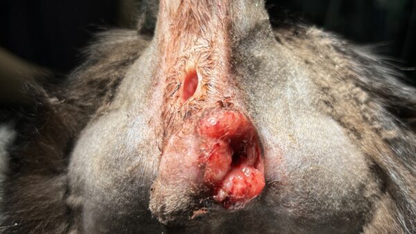 猫　肛門腺腫瘍　アポクリン腺癌