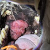 口腔内　乏色素性悪性黒色腫　メラノーマ　犬