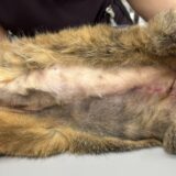 猫の多発性乳腺癌　摘出手術