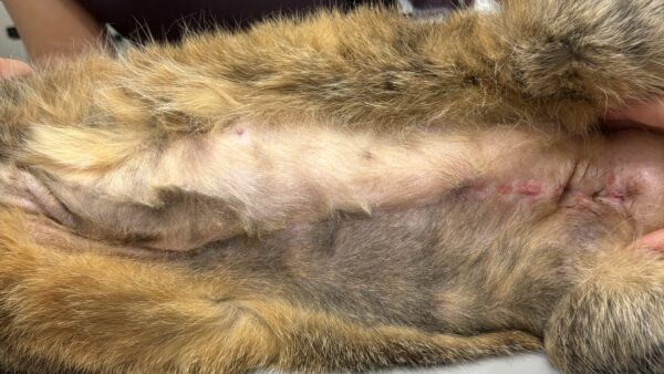 猫の多発性乳腺癌　摘出手術
