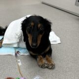 犬の進行性脊髄軟化症に対する救命手術　椎間板ヘルニア　深部痛覚消失