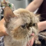 猫　耳垢腺癌　全耳道切除手術